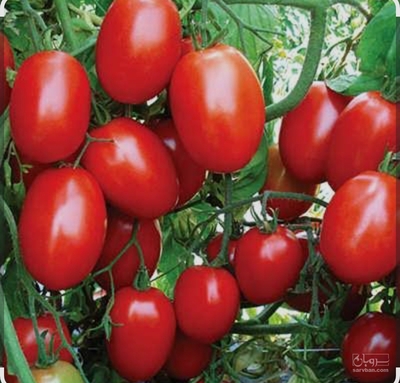 فروش گوجه فرنگی