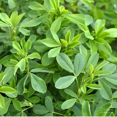 فروش یونجه