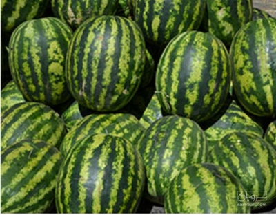 فروش هندوانه گردخطی