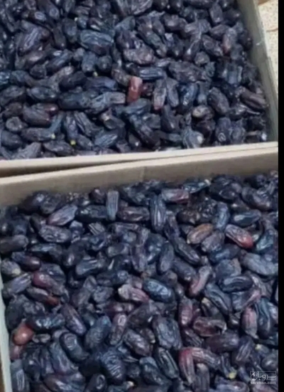 فروش خرما