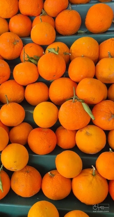 فروش پرتقال