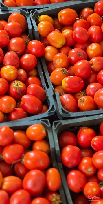 فروش گوجه فرنگی