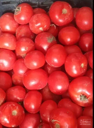 فروش گوجه فرنگی