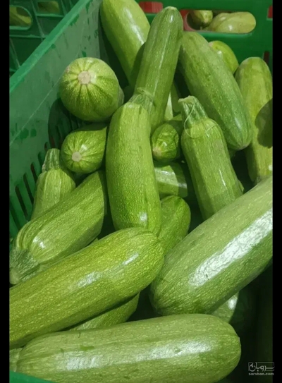 فروش کدو  سبز