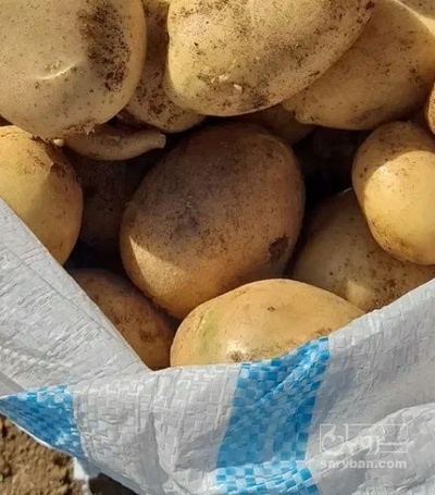 فروش سیب زمینی