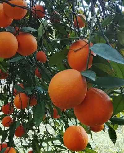 فروش پرتقال تو سرخ