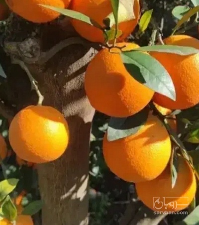 فروش پرتقال محلی
