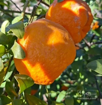 فروش نارنگی