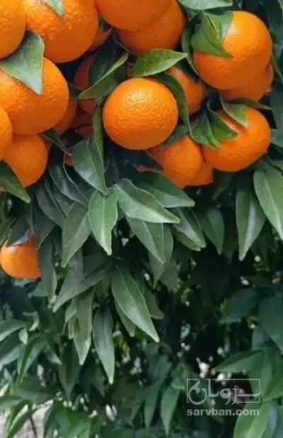 فروش پرتقال والنسیا
