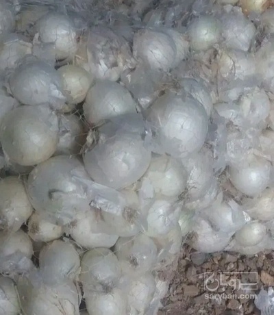 فروش پیاز سفید