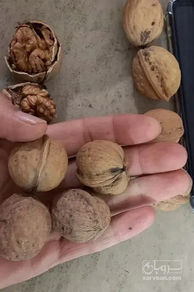 فروش گردو