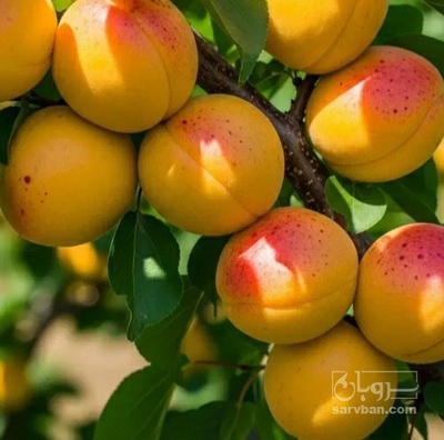 فروش زردآلو