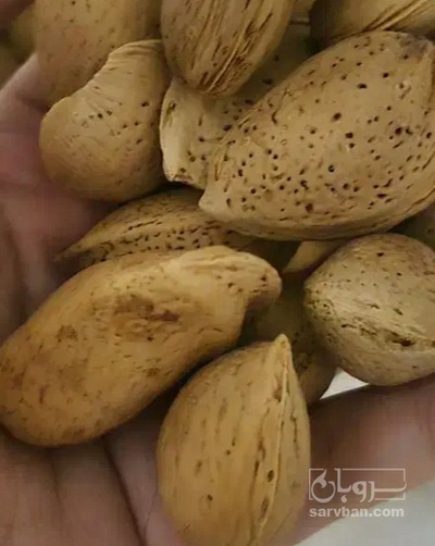 فروش بادام