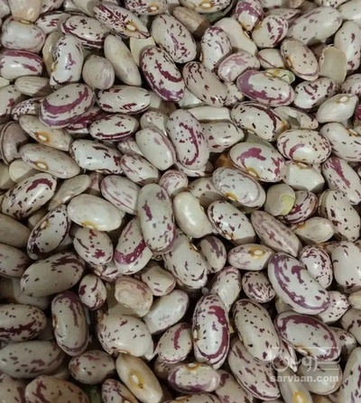 فروش لوبیا چیتی