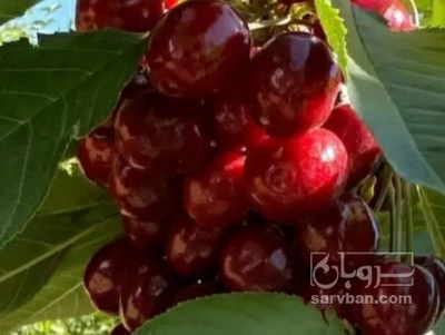 فروش گیلاس