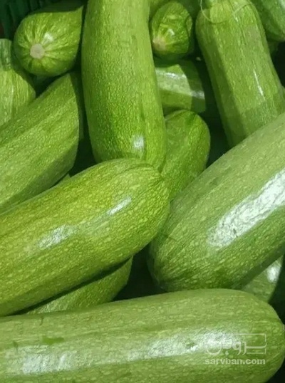 فروش کدو