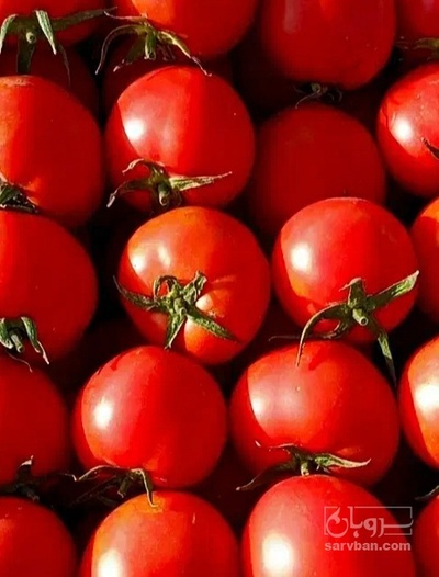 فروش گوجه فرنگی