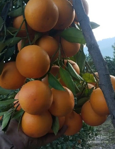 فروش پرتقال والنسیا