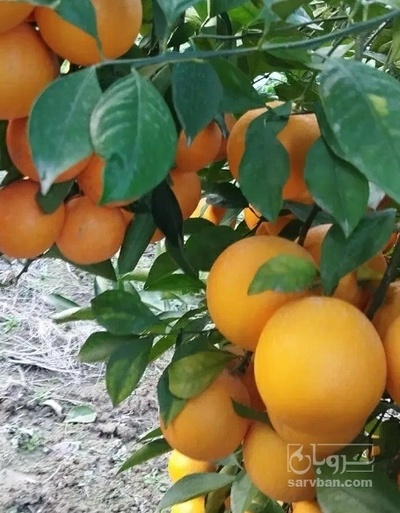 فروش پرتقال واشنگتن