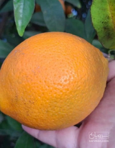 فروش پرتقال تامسون