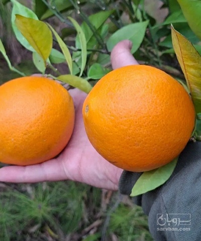 فروش پرتقال محلی