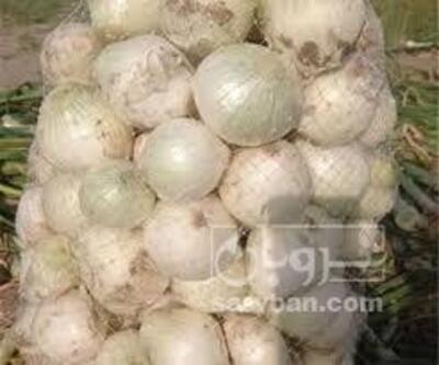 فروش پیازسفید