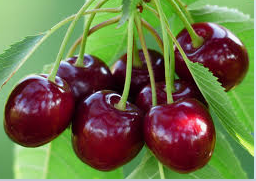 فروش گیلاس