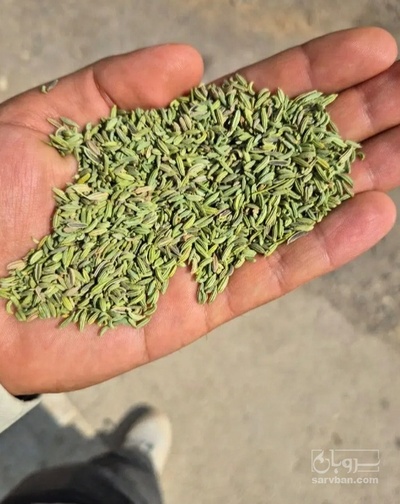 فروش رازیانه (گیاه‌ دارویی)