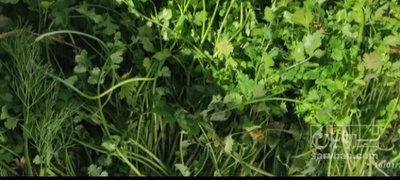 فروش جعفری تازه