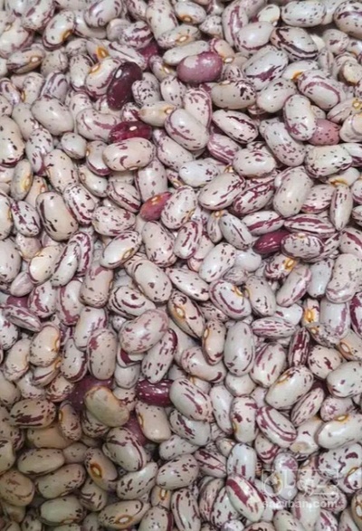 فروش لوبیا چیتی