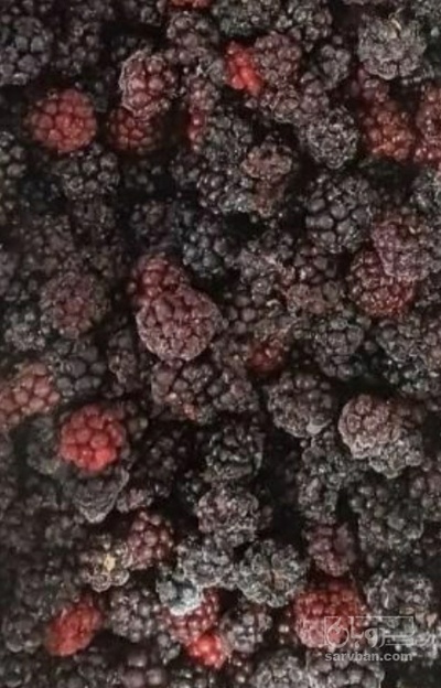 فروش شاتوت منجمد