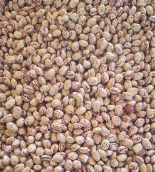 فروش لوبیا چیتی