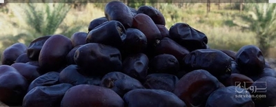 فروش خرمامضافتی