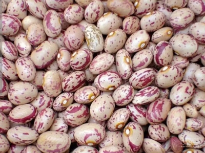 فروش لوبیا چیتی