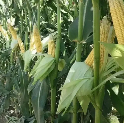 فروش ذرت علوفه ای