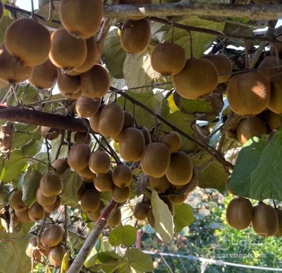 فروش کیوی دو قلو