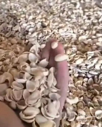 فروش پوست پسته (گیاه‌ دارویی)