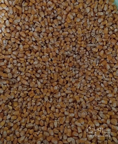 فروش ذرت دانه