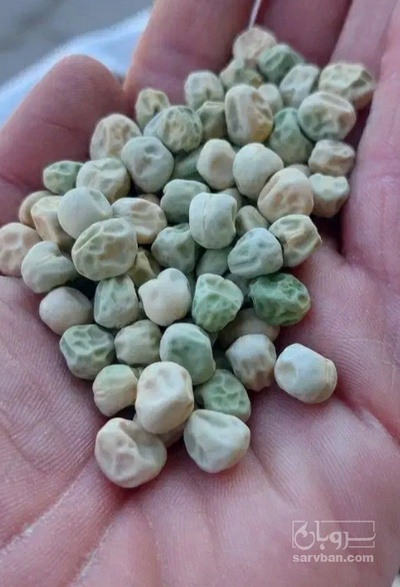 فروش نخود فرنگی بذری