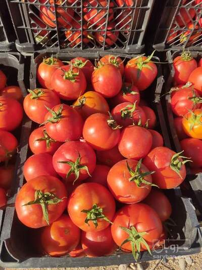 فروش گوجه فرنگی