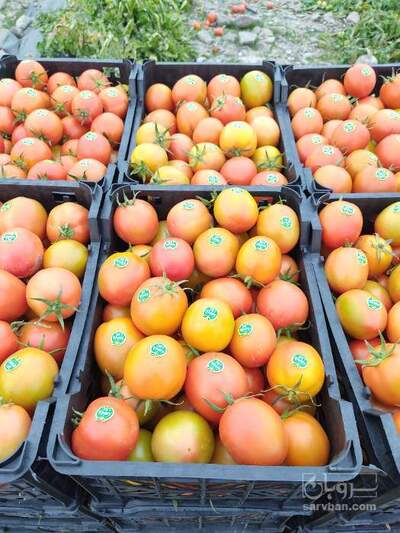 فروش گوجه فرنگی