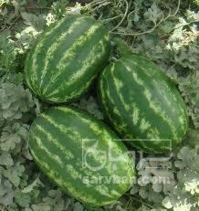 فروش هندوانه