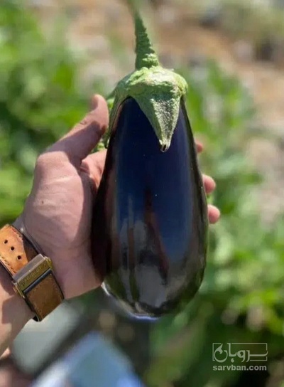 فروش بادمجان