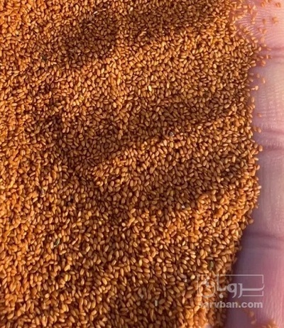 فروش خاکشیر (گیاه‌ دارویی)