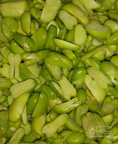 فروش باقلا تازه - باقالی - باقالا