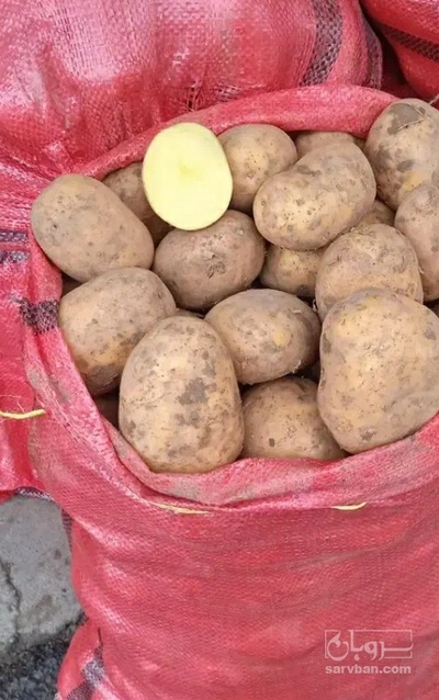 فروش سیب زمینی اگریا
