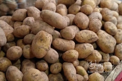 فروش سیب زمینی بامبا