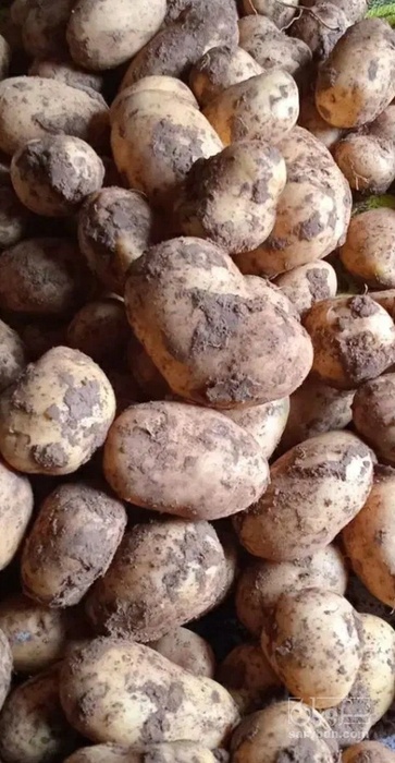 فروش سیب زمینی جلی