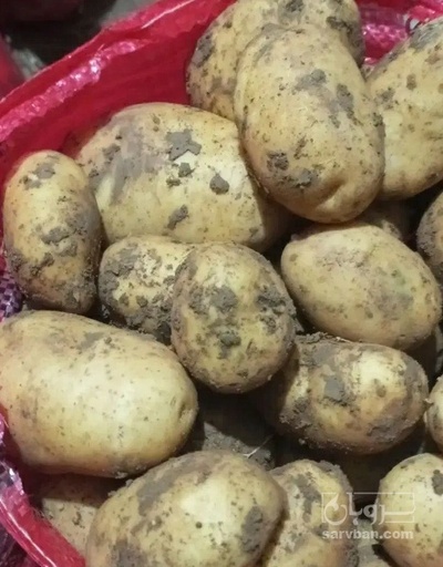 فروش سیب زمینی سانته