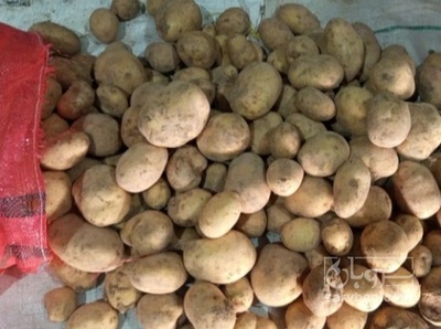 فروش سیب زمینی کلمبا